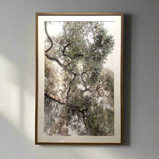 "Majestic Oak Tree" by Caroline Pacula
